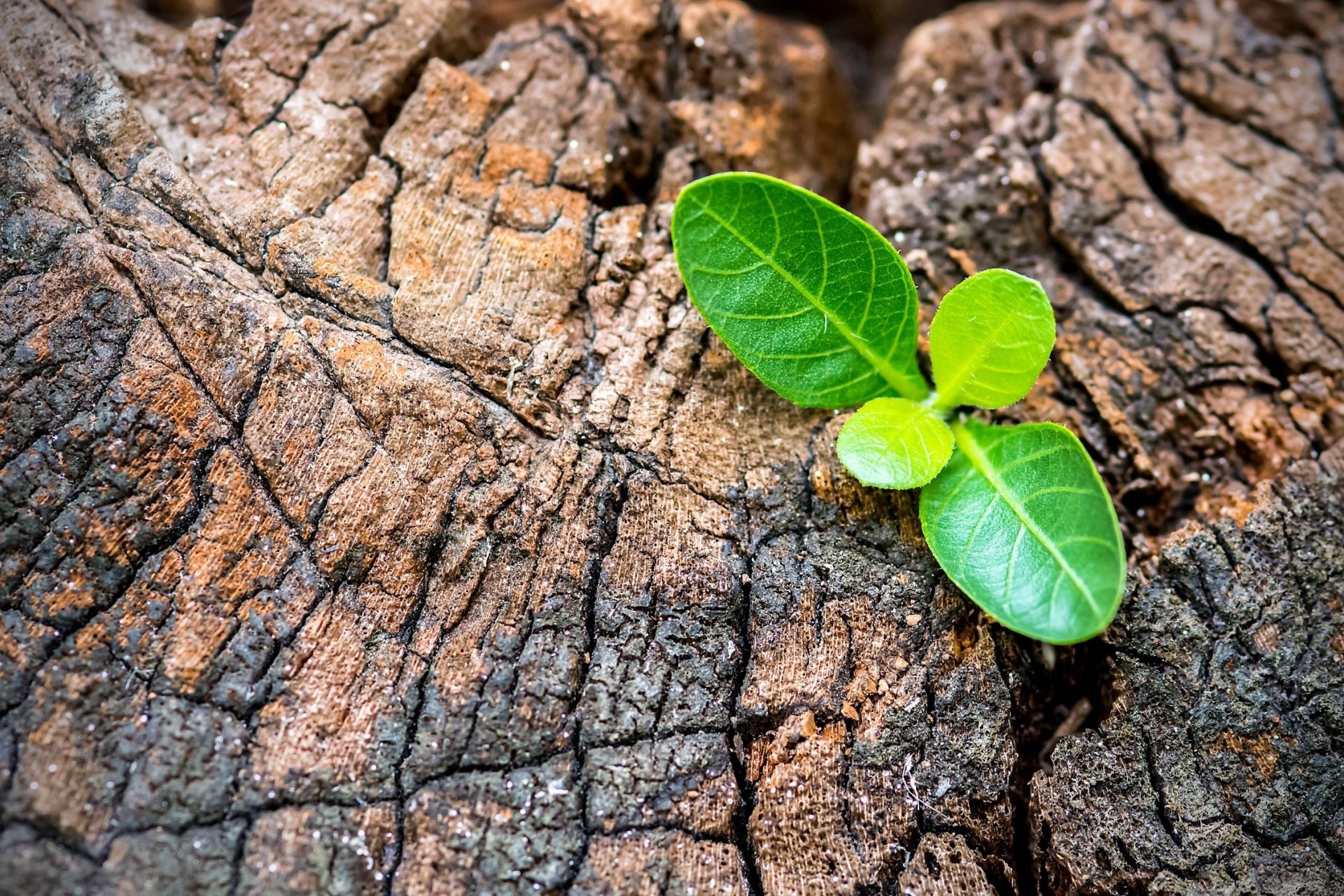 Resilienz stärken mit Hilfe der Positiven Psychologie – für mehr Energie und  Wohlbefinden im Job